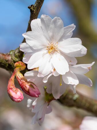 Higan cherry (Prunus subhirtella), close up of the flower headの写真素材