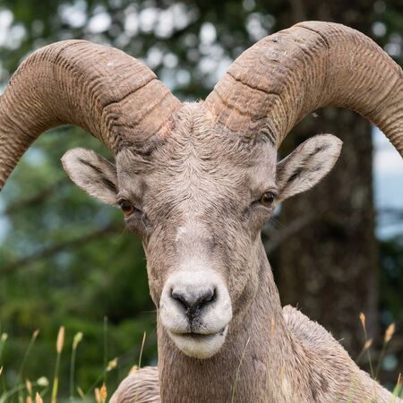 Bighorn sheep (Ovis canadensis), image was taken in the Kootenay National Park, British Columbia, Canadaの写真素材