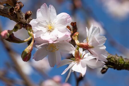 Higan cherry (Prunus subhirtella), close up of the flower headの写真素材