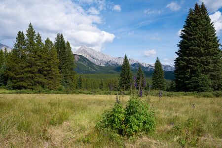 Landscape close to Bow Valley Parkway, Banff National Park, Alberta, Canadaの写真素材
