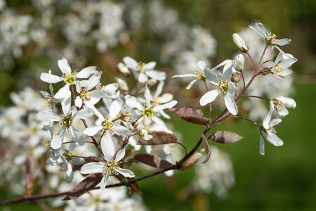 Juneberry (Amelanchier lamarckii), blooms of springtimeの写真素材