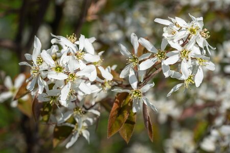 Juneberry (Amelanchier lamarckii), blooms of springtimeの写真素材