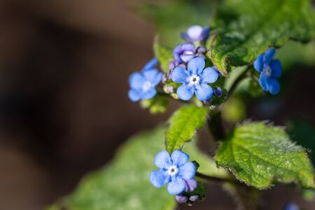 Siberian bugloss (Brunnera macrophylla), close up of the flower headの写真素材