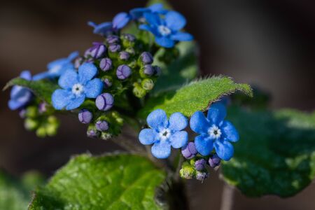 Siberian bugloss (Brunnera macrophylla), close up of the flower headの写真素材