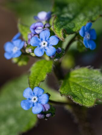 Siberian bugloss (Brunnera macrophylla), close up of the flower headの写真素材