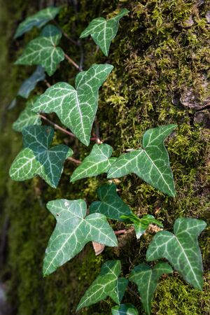 Close up image of ivy plant on moss-covered tree trunkの写真素材