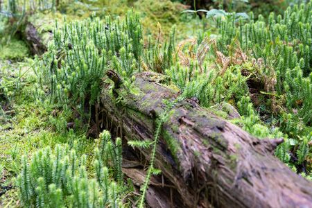 Close up image of moss on a dead tree trunkの写真素材