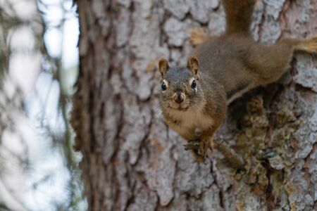 Red Squirrel (Tamiasciurus hudsonicus), Banff National Park, Alberta, Canadaの写真素材