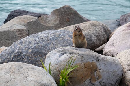 Golden-mantled Ground Squirrel (Callospermophilus lateralis), Banff National Park, Alberta, Canadaの写真素材