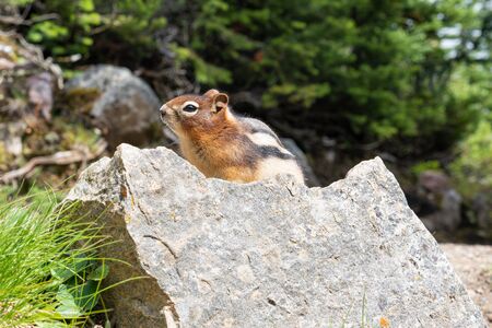 Golden-mantled Ground Squirrel (Callospermophilus lateralis), Banff National Park, Alberta, Canadaの写真素材