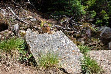 Golden-mantled Ground Squirrel (Callospermophilus lateralis), Banff National Park, Alberta, Canadaの写真素材