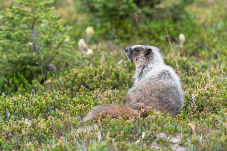 Hoary marmot (Marmota caligata), Banff National Park, Alberta, Canadaの写真素材