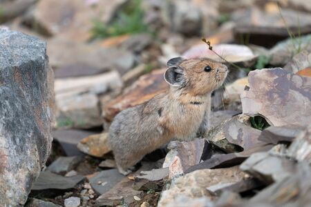 American pika (Ochotona princeps), Banff National Park, Alberta, Canadaの写真素材