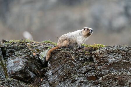 Hoary marmot (Marmota caligata), Banff National Park, Alberta, Canadaの写真素材