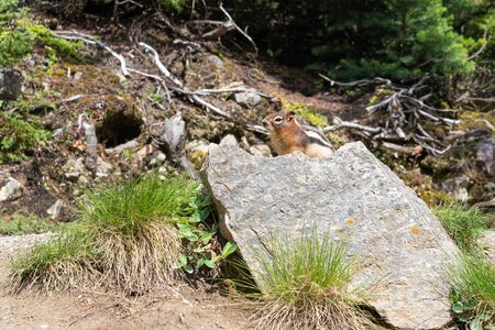 Golden-mantled Ground Squirrel (Callospermophilus lateralis), Banff National Park, Alberta, Canadaの写真素材