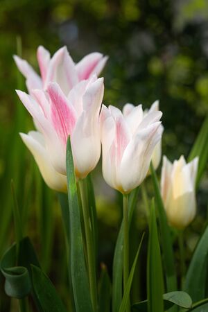 Tulip (Tulipa), close up of the flower of springの写真素材
