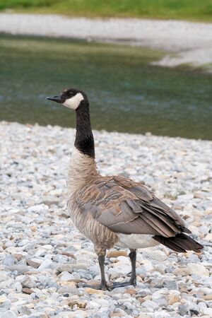 Canada goose (Branta canadensis), image was taken in the Banff National Park, Alberta, Canadaの写真素材