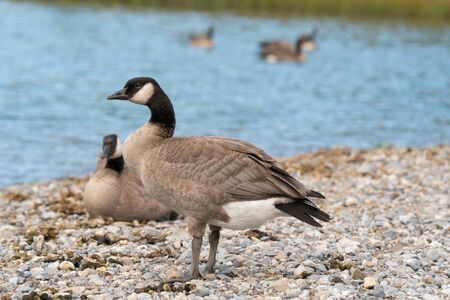 Canada goose (Branta canadensis), image was taken in the Banff National Park, Alberta, Canadaの写真素材