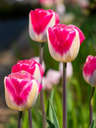 Tulip (Tulipa), close up of the flower of springの写真素材