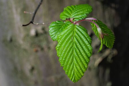 Fresh green leaves on a tree trunkの写真素材