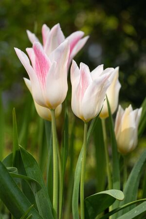 Tulip (Tulipa), close up of the flower of springの写真素材