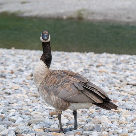 Canada goose (Branta canadensis), image was taken in the Banff National Park, Alberta, Canadaの写真素材