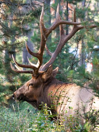 American elk (Cervus canadensis), image was taken in Jasper National Park, Alberta, Canadaの写真素材