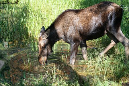 Moose (Alces alces), image was taken in Jasper National Park, Alberta, Canadaの写真素材