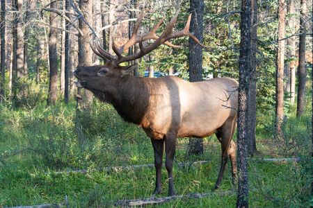 American elk (Cervus canadensis), image was taken in Jasper National Park, Alberta, Canadaの写真素材