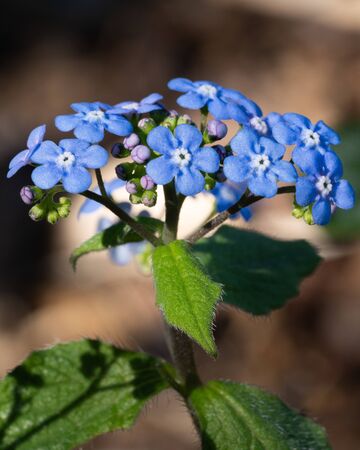 Siberian bugloss (Brunnera macrophylla), close up of the flower headの写真素材