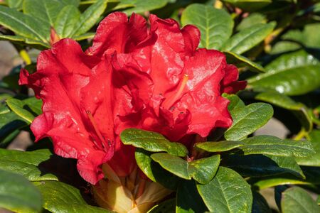 Rhododendron Hybrid Rabatz (Rhododendron hybrid), close up of the flower headの写真素材