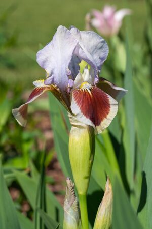 German iris (Iris barbata-nana), close up of the flower headの写真素材