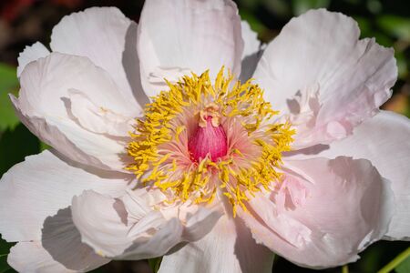 Peony (Paeonia lactiflora), flowers of summerの写真素材