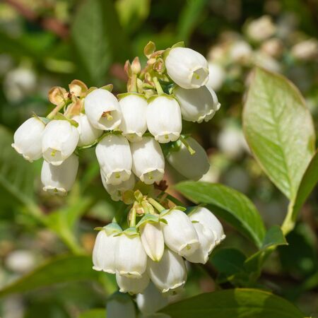 Blossom of Blueberry (Vaccinium myrtillus)の写真素材