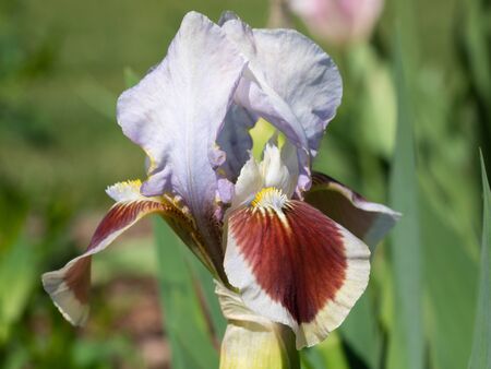 German iris (Iris barbata-nana), close up of the flower headの写真素材