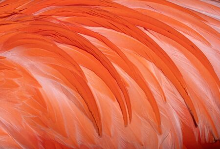 Background, close up image of feathersの写真素材