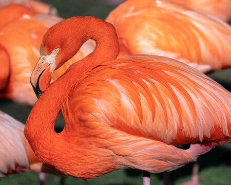 Red flamingo (Phoenicopterus ruber), close up to the Caribbean birdの写真素材