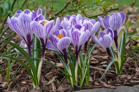 Crocus, close up of the flowers of the springの写真素材