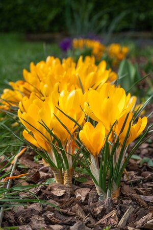 Crocus, close up of the flowers of the springの写真素材