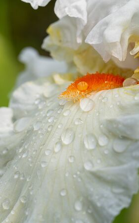German iris (Iris barbata), close up of the flower headの写真素材