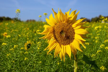 Sunflower (Helianthus annuus), close up of the flower headの写真素材