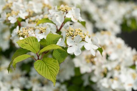 Japanese snowball (Viburnum plicatum), close up of the flower headの写真素材