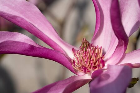 Tulip magnolia (Magnolia liliiflora), close up image of the flower headの写真素材