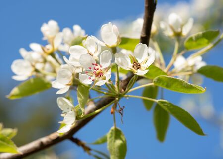 Common pear (Pyrus domestica), blossoms of springtimeの写真素材