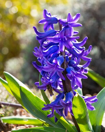 Common Hyacinth (Hyacinthus orientalis), flowers of springtimeの写真素材