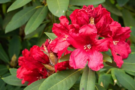 Rhododendron Hybrid Rabatz (Rhododendron hybrid), close up of the flower headの写真素材