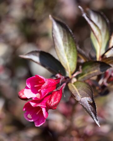 Weigela (Weigela florida), close up of the flower headの写真素材