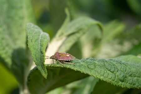 Sloe Bug (Dolycoris baccarum) on a green leaf