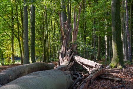 Forest lifecycle, beechwood forest with fresh green and fallen treesの写真素材