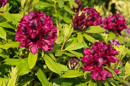 Rhododendron Hybrid Midnight Beauty (Rhododendron hybrid), close up of the flower headの写真素材